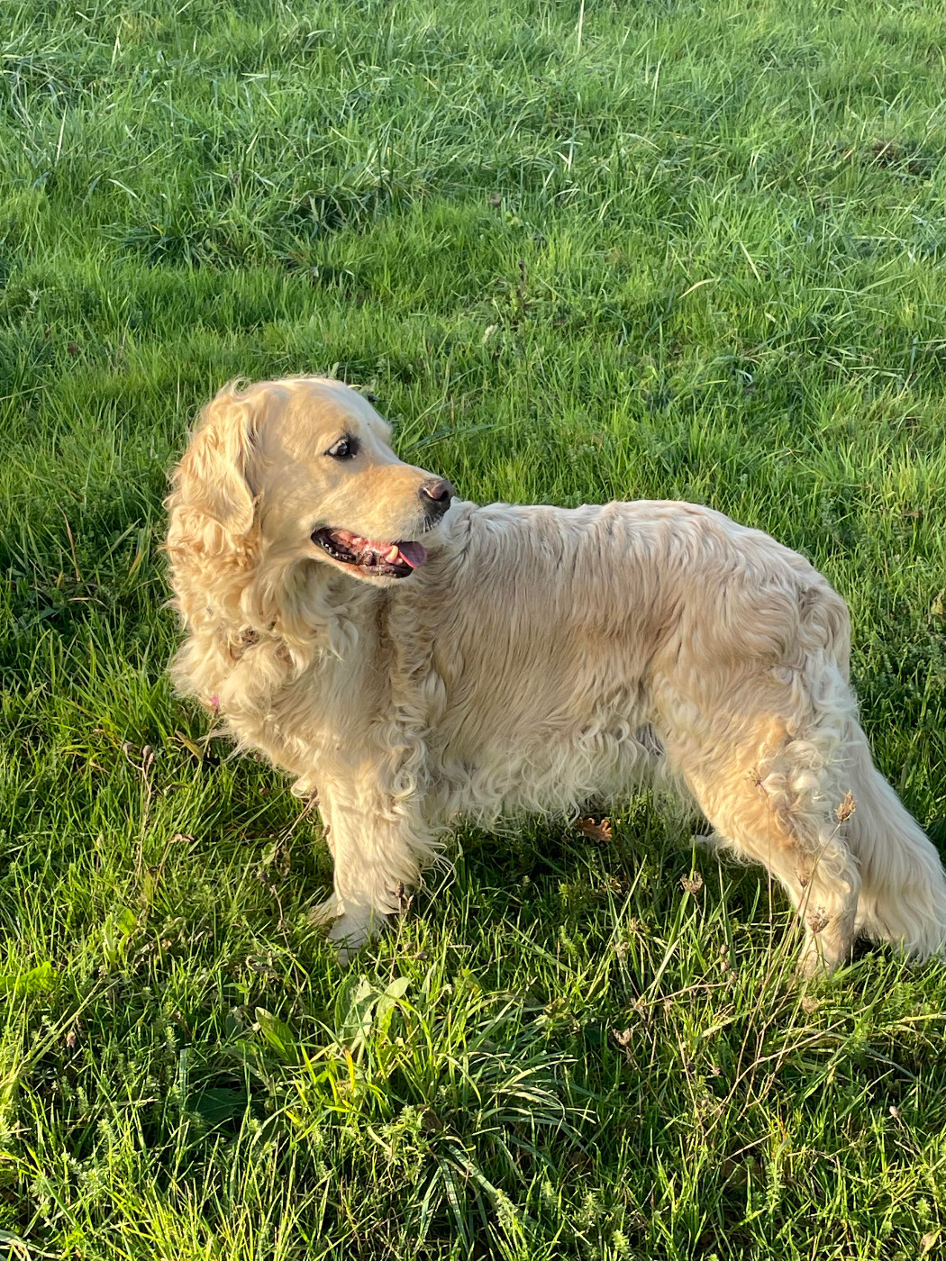 Lovely des rives de l'erdre