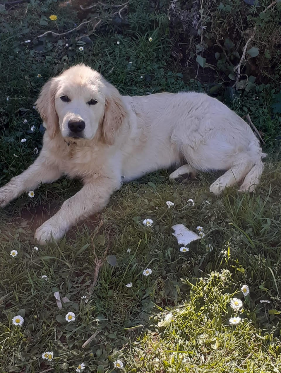 Aston Des Kafer Goldens