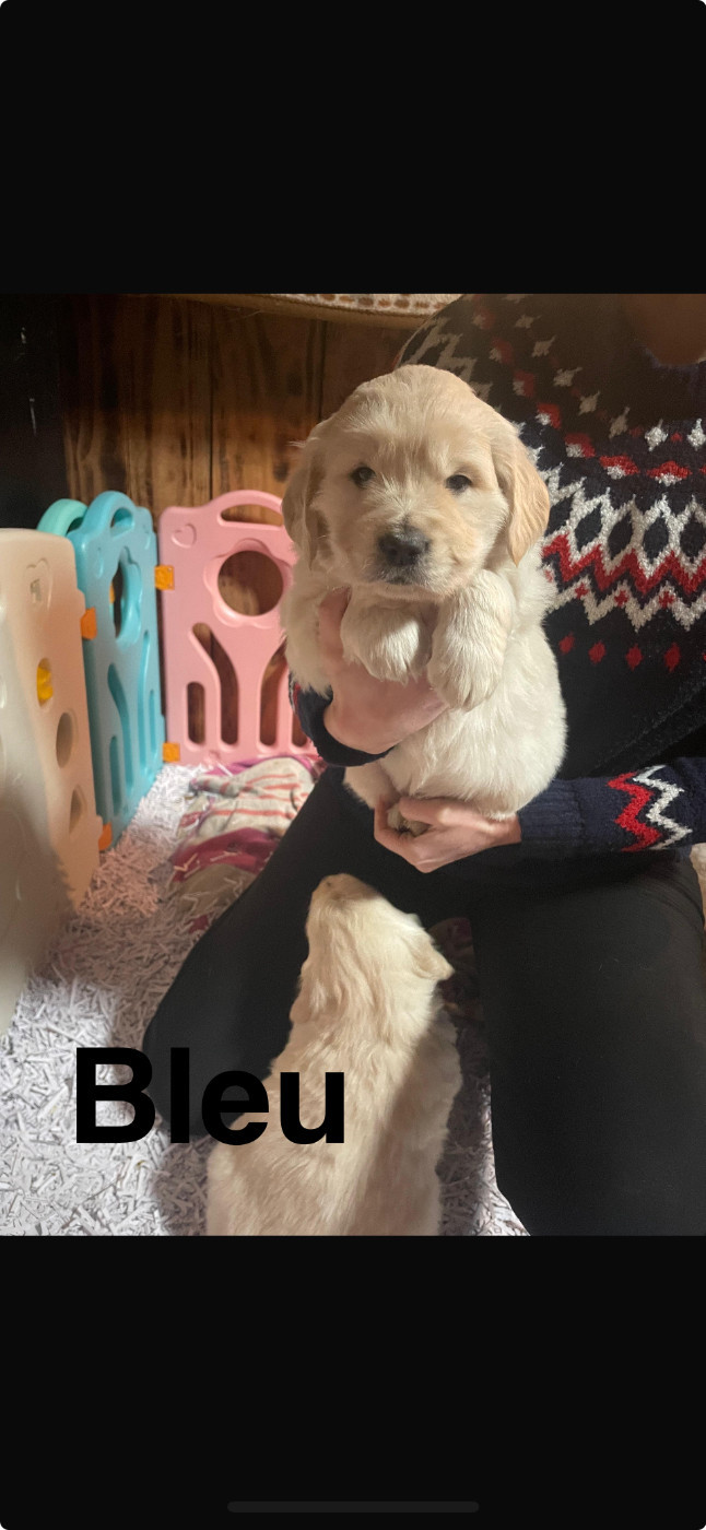 Des Kafer Goldens - Chiots disponibles - Golden Retriever