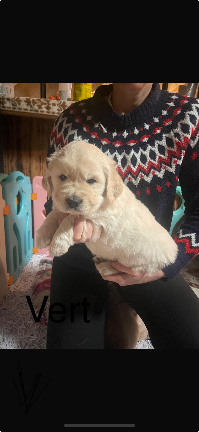 Des Kafer Goldens - Chiots disponibles - Golden Retriever