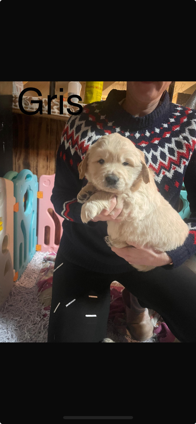 Des Kafer Goldens - Chiots disponibles - Golden Retriever
